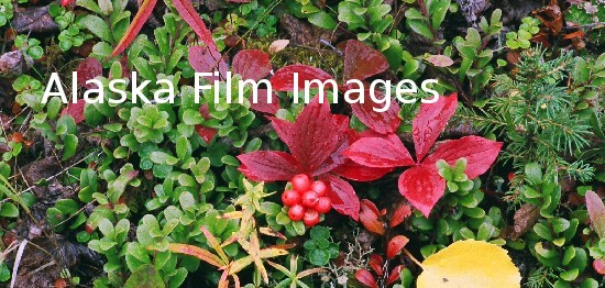 Alaska Film Images